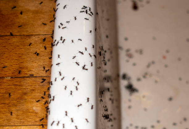 Best Local Pest Control Services  in Hiller, PA